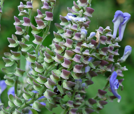 image of Scutellaria incana var. punctata, Hoary Skullcap, Downy Skullcap