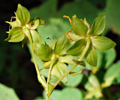 involucral bracts