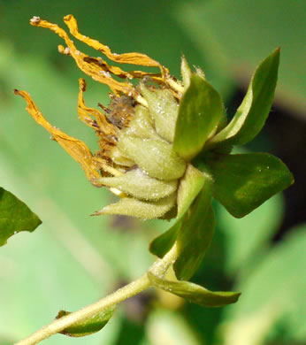 image of Smallanthus uvedalia, Bearsfoot, Hairy Leafcup, Yellow Leafcup