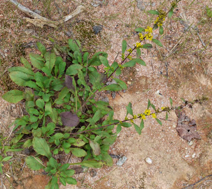 image of Solidago erecta, Slender Goldenrod, Erect Goldenrod