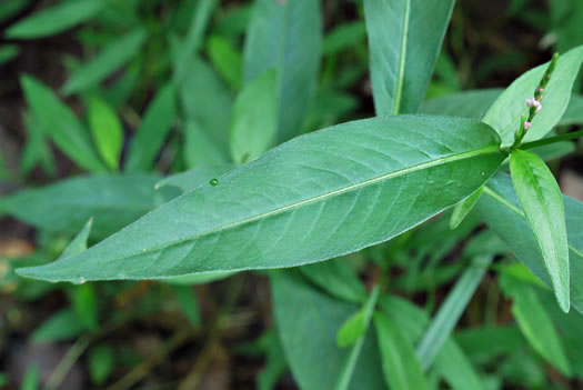 image of Persicaria longiseta, Longbristle Smartweed, Bristly Lady's-thumb, Creeping Smartweed, Tufted Knotweed