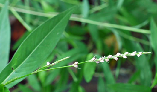 image of Persicaria longiseta, Longbristle Smartweed, Bristly Lady's-thumb, Creeping Smartweed, Tufted Knotweed