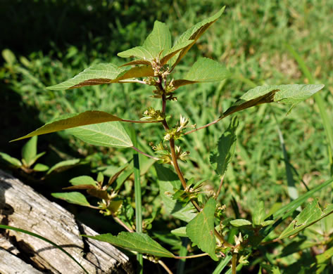 image of Acalypha rhomboidea, Common Threeseed Mercury, Rhombic Copperleaf