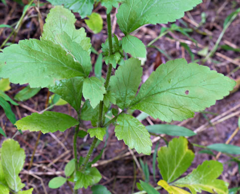 leaf or frond of Geum virginianum, Pale Avens, Cream Avens