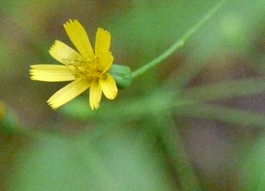 Hieracium paniculatum, Leafy Hawkweed, Panicled Hawkweed, Allegheny Hawkweed