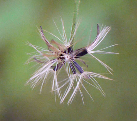 image of Hieracium paniculatum, Leafy Hawkweed, Panicled Hawkweed, Allegheny Hawkweed