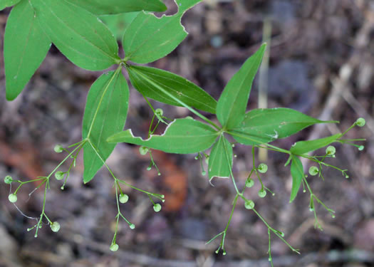 image of Galium latifolium, Purple Bedstraw, Wideleaf Bedstraw