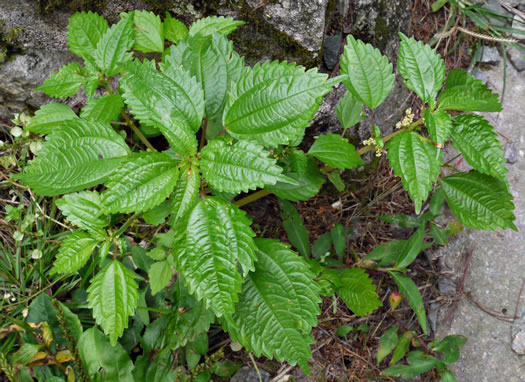 image of Pilea pumila, Greenfruit Clearweed, Richweed, Coolwort, Canadian Clearweed