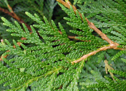 Thuja occidentalis, American Arborvitae, Northern White Cedar, Flat Cedar, Eastern Arborvitae
