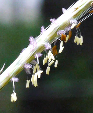 image of Andropogon ternarius, Splitbeard Bluestem, Silvery Bluestem