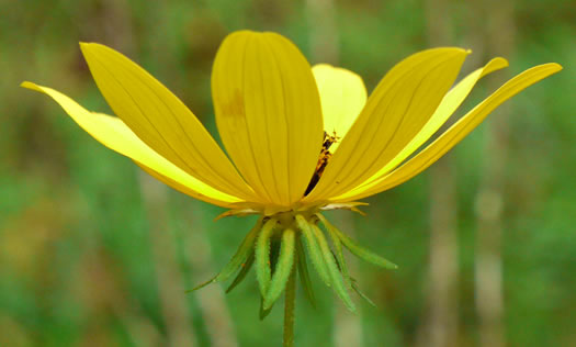 image of Bidens polylepis, Ditch Daisy, Bearded Beggarticks, Midwestern Tickseed-sunflower, Tickseed Sunflower