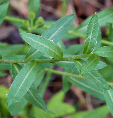 image of Chrysopsis mariana, Maryland Goldenaster