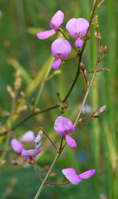 Perplexing Tick-trefoil