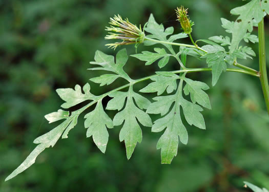 Bidens bipinnata, Spanish Needles