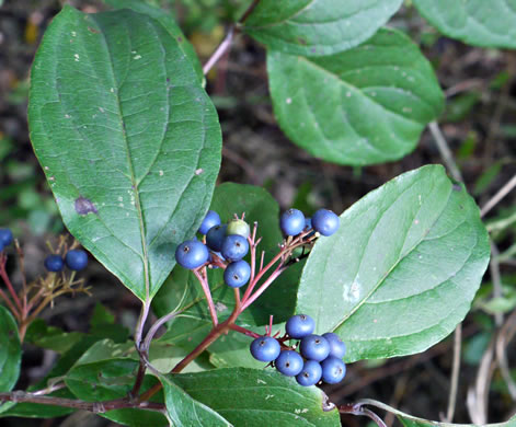 Swida foemina, Southern Swamp Dogwood