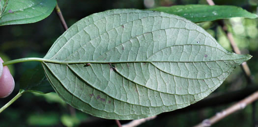 image of Swida amomum, Silky Dogwood, Bush Dogwood, Silky Cornel