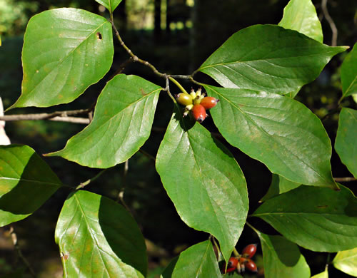 image of Benthamidia florida, Flowering Dogwood