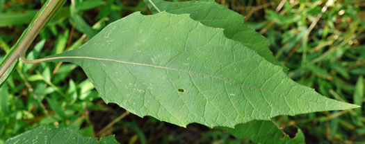 image of Verbesina virginica var. virginica, White Crownbeard, Common Frostweed, White Wingstem, Virginia Wingstem