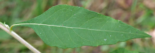 image of Verbesina virginica var. virginica, White Crownbeard, Common Frostweed, White Wingstem, Virginia Wingstem