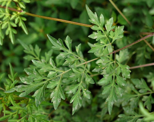 image of Bidens bipinnata, Spanish Needles