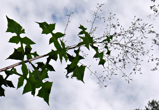 panicle