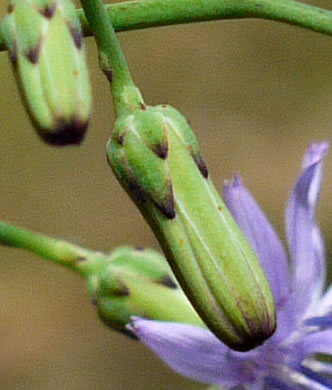 Lactuca floridana, Woodland Lettuce