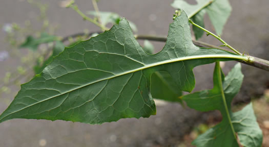 image of Lactuca floridana, Woodland Lettuce