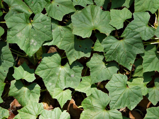 image of Melothria pendula, Creeping Cucumber