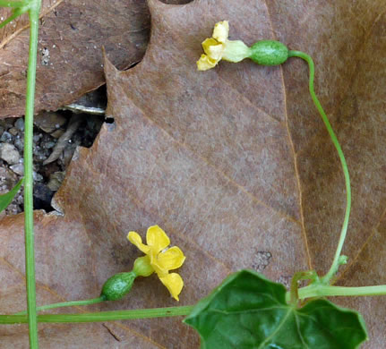 image of Melothria pendula, Creeping Cucumber