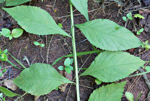 image of Verbesina alternifolia, Common Wingstem