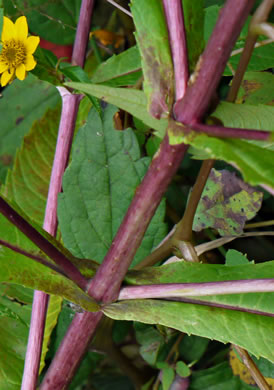 image of Bidens cernua, Nodding Bur-marigold, Nodding Beggarticks