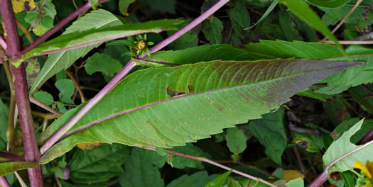 image of Bidens cernua, Nodding Bur-marigold, Nodding Beggarticks