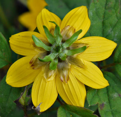 Bidens cernua, Nodding Bur-marigold, Nodding Beggarticks