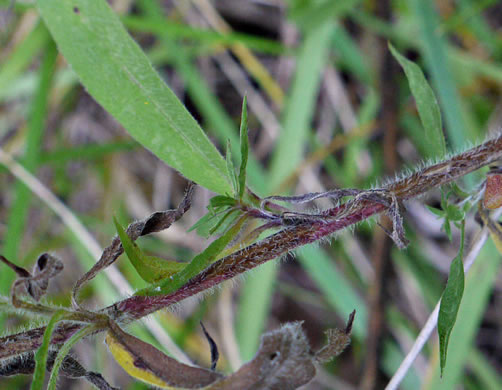 image of Symphyotrichum pilosum var. pilosum, Frost Aster, White Heath Aster