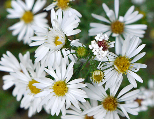 image of Symphyotrichum pilosum var. pilosum, Frost Aster, White Heath Aster