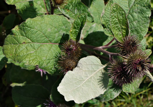 image of Arctium minus, Lesser Burdock, Common Burdock