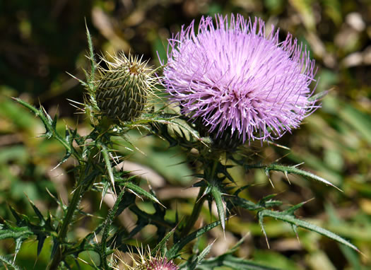 image of Cirsium discolor, Field Thistle