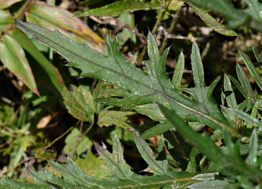 image of Cirsium discolor, Field Thistle