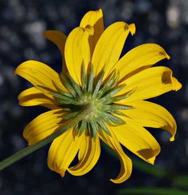 image of Helianthus angustifolius, Narrowleaf Sunflower, Swamp Sunflower