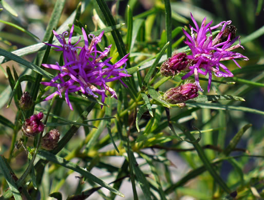 image of Vernonia lettermanii, Lettermann's Ironweed, Narrowleaf Ironweed