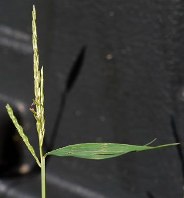 image of Microstegium vimineum, Japanese Stiltgrass, Japanese Grass, Nepalese Browntop, Nepal Grass