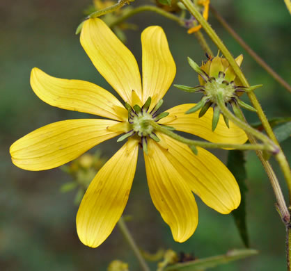 image of Bidens aristosa, Ditch Daisy, Bearded Beggarticks, Midwestern Tickseed-sunflower, Tickseed Sunflower