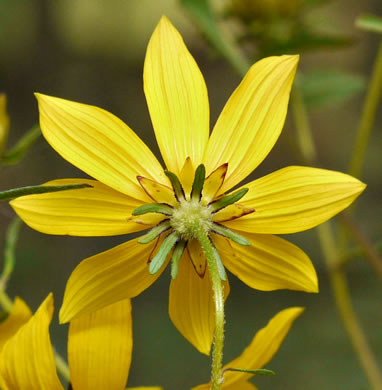 Bidens aristosa, Ditch Daisy, Bearded Beggarticks, Midwestern Tickseed-sunflower, Tickseed Sunflower