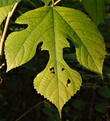 image of Broussonetia papyrifera, Paper Mulberry