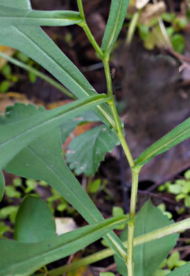 image of Symphyotrichum prenanthoides, Zigzag Aster, Crooked-stem Aster