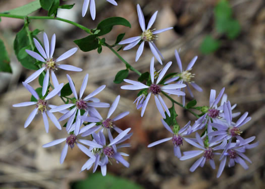 flower of Symphyotrichum cordifolium, Heartleaf Aster, Common Blue Wood Aster