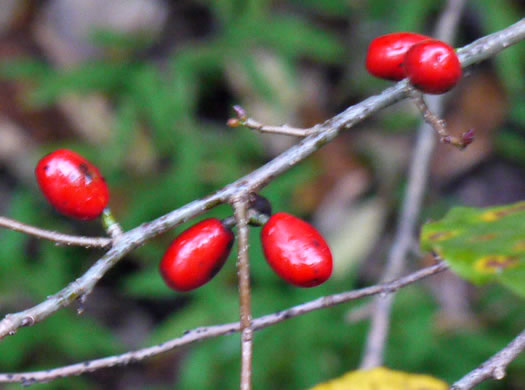 Lindera benzoin, Northern Spicebush, Wild Allspice