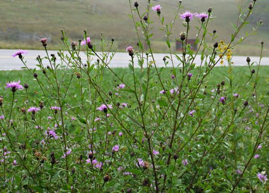 image of Centaurea nigrescens, Tyrol Knapweed, Short-fringed Knapweed