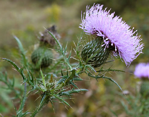 image of Cirsium discolor, Field Thistle