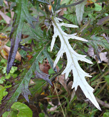 image of Cirsium discolor, Field Thistle